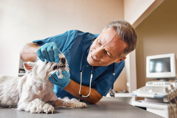 Best Urgent Dental Care in Bayou Blue, LA